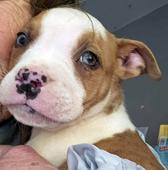 Rocky Mount Pup