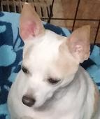 0 Sadie Belle